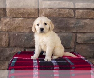 Golden Retriever Puppy for Sale in WOOSTER, Ohio USA