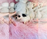 Small #2 Chihuahua