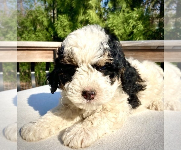 Medium Photo #2 Bernedoodle Puppy For Sale in CHATHAM, PA, USA