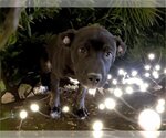 Small Photo #1 Labrador Retriever-Unknown Mix Puppy For Sale in Tulsa, OK, USA