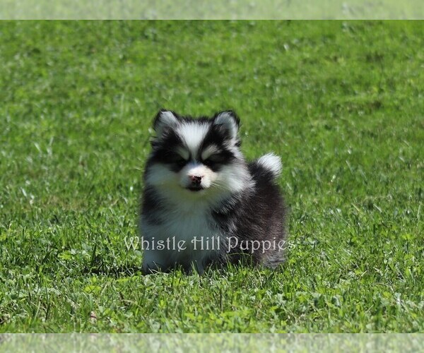 Droll Pomsky Puppies For Sale In Pa Cheap