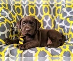 Small Photo #4 Labrador Retriever Puppy For Sale in KIRKWOOD, PA, USA