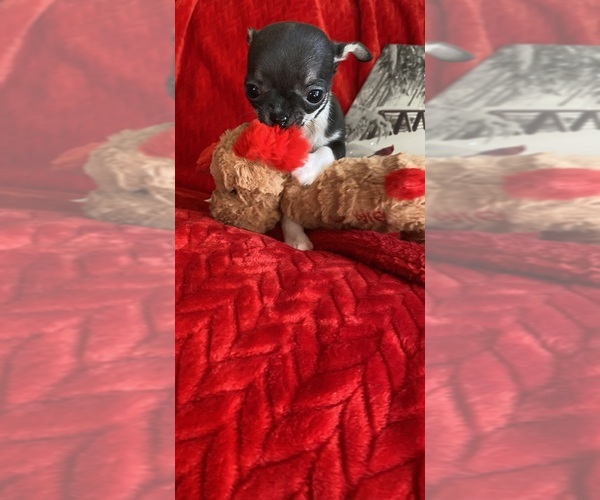 Medium Photo #1 Chihuahua Puppy For Sale in GROVE, OK, USA