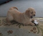Small Photo #10 Golden Retriever Puppy For Sale in MECHANICSVILLE, MD, USA