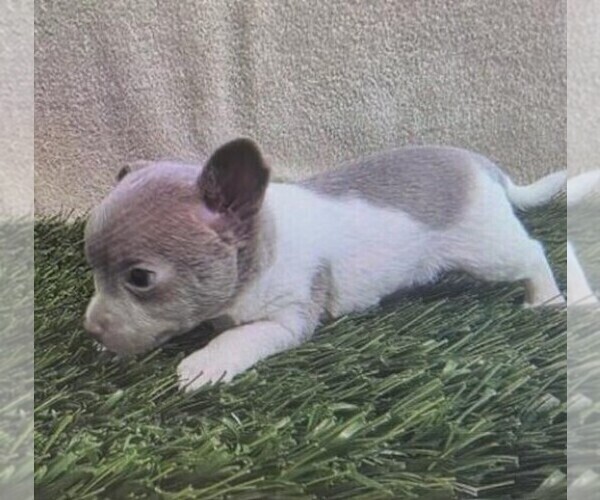 Medium Photo #4 Chihuahua Puppy For Sale in DAVIE, FL, USA