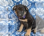 Small #2 German Shepherd Dog