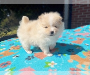 Miniature Spitz Puppy for sale in DAWSONVILLE, GA, USA