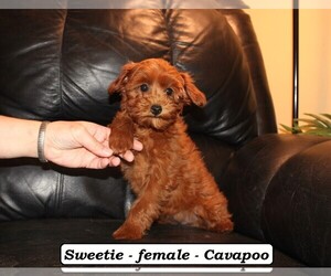 Cavapoo (Miniature) Puppy for sale in CLARKRANGE, TN, USA