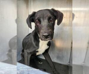 American Staffordshire Terrier Dogs for adoption in San Antonio, TX, USA