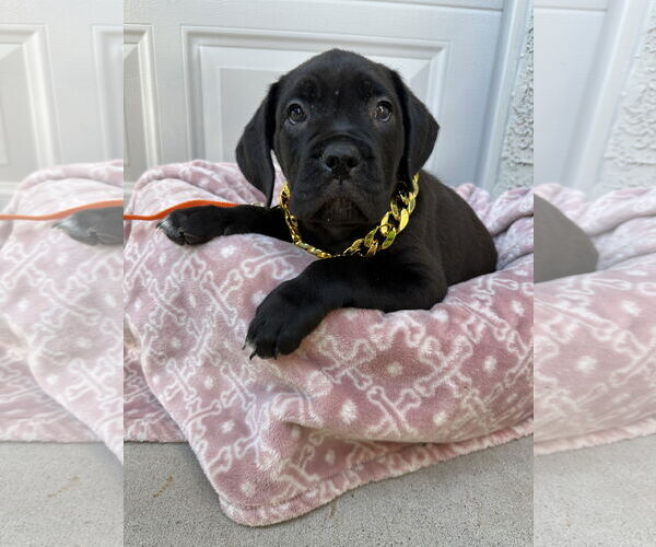Medium Photo #5 Mutt Puppy For Sale in Goodyear, AZ, USA