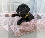 Small #4 Mutt