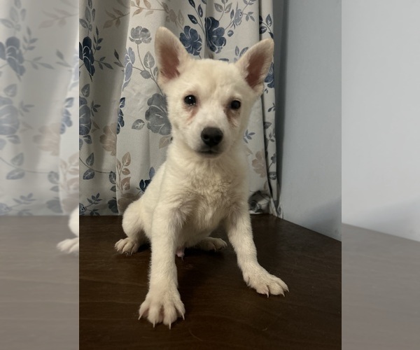 Medium Photo #4 Alaskan Klee Kai Puppy For Sale in DURHAM, CT, USA