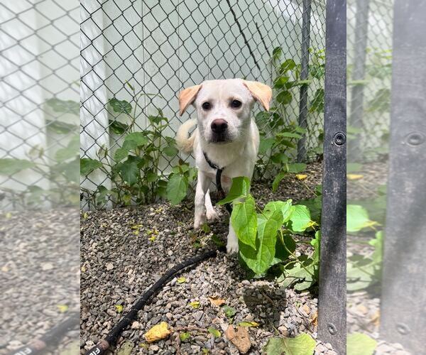 Medium Photo #3 Mutt Puppy For Sale in Elmsford, NY, USA