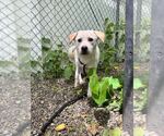 Small #2 Mutt