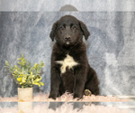 Puppy Georgia Gollie