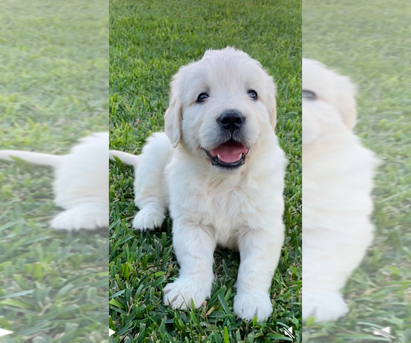 Medium Photo #1 English Cream Golden Retriever Puppy For Sale in SANTA ANA, CA, USA