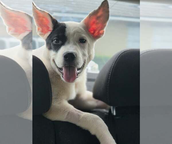 Medium Photo #2 Pointer-Unknown Mix Puppy For Sale in Sanford, FL, USA