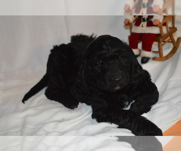 Medium Photo #3 Goldendoodle Puppy For Sale in CHILLICOTHE, OH, USA