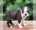 Small #4 Boston Terrier