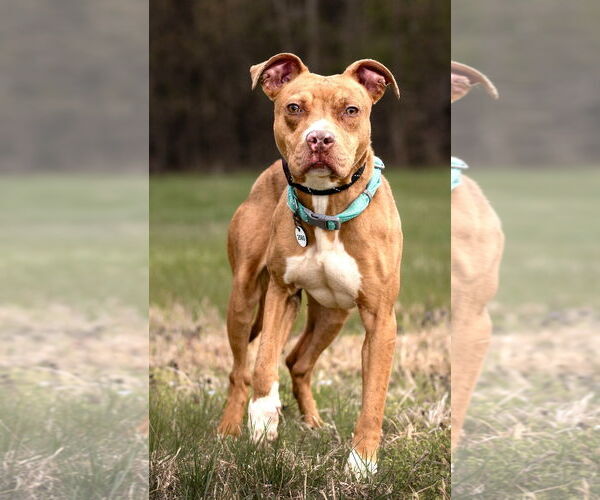 Medium Photo #5 Mutt Puppy For Sale in Rockville, MD, USA