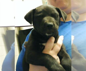 Mutt Dogs for adoption in Fayetteville, NC, USA