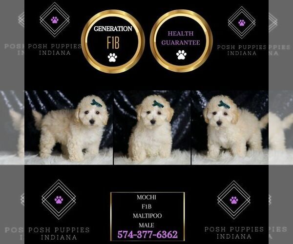 Medium Photo #104 Maltipoo (Miniature) Puppy For Sale in WARSAW, IN, USA