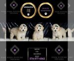 Small Photo #104 Maltipoo (Miniature) Puppy For Sale in WARSAW, IN, USA