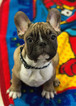 Small Photo #5 French Bulldog Puppy For Sale in BAY VIEW, WI, USA