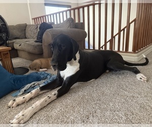 Father of the Great Dane puppies born on 01/12/2026