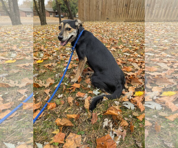 Medium Photo #4 Mutt Puppy For Sale in Munford, TN, USA