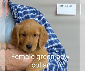 Golden Retriever Puppy for sale in BRADFORD, OH, USA