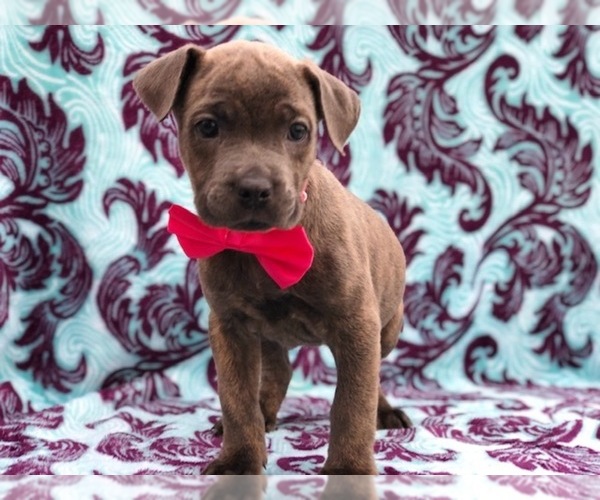 Medium Photo #2 Cane Corso Puppy For Sale in CLAY, PA, USA