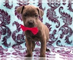 Small Photo #2 Cane Corso Puppy For Sale in CLAY, PA, USA