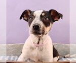 Small Photo #6 Border Collie-Bulldog Mix Puppy For Sale in Sheridan, CO, USA