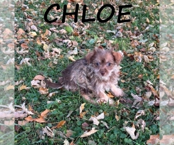 Medium Photo #1 Snorkie Puppy For Sale in HARTLAND, MN, USA