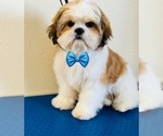 Puppy Hamster Shih Tzu