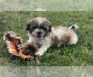 Mal-Shi Puppy for sale in INDIANAPOLIS, IN, USA