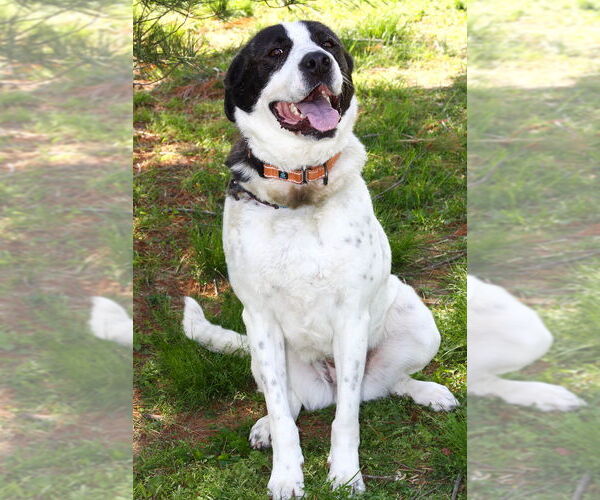 Medium Photo #2 American Pit Bull Terrier-Great Pyrenees Mix Puppy For Sale in Evansville, IN, USA