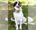 Small #1 American Pit Bull Terrier-Great Pyrenees Mix
