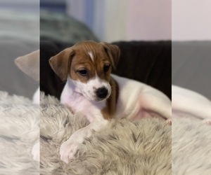 Jack Russell Terrier Puppy for sale in LYNNWOOD, WA, USA