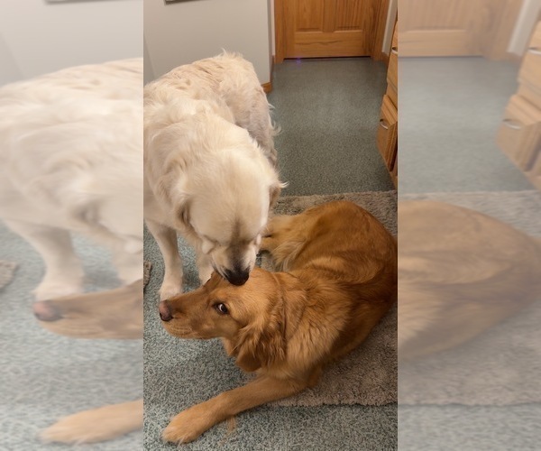 Medium Photo #1 Golden Retriever Puppy For Sale in CHIPPEWA FALLS, WI, USA