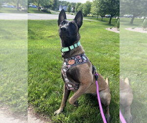 Mutt Dogs for adoption in Imlay City, MI, USA