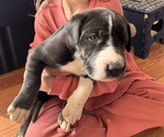 Puppy Rumi Great Dane