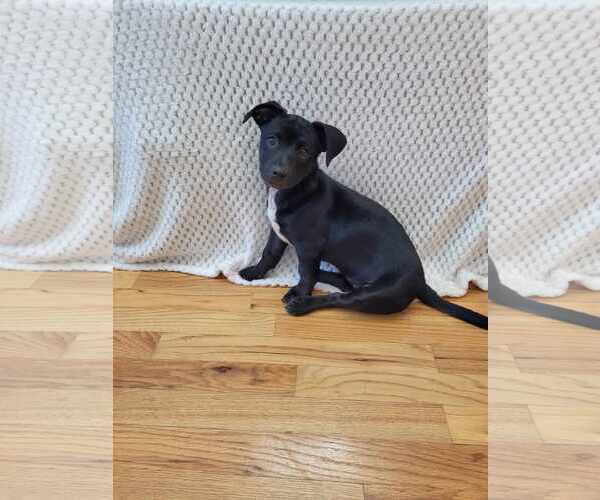 Medium Photo #5 Maltador Puppy For Sale in pomfret, CT, USA