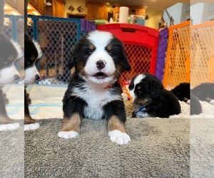Bernese Mountain Dog Puppy for sale in LEHI, UT, USA