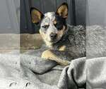 Small #1 Mutt