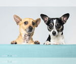 Small #3 Chihuahua