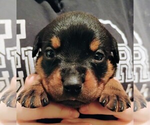 Rottweiler Puppy for Sale in FAIR GROVE, Missouri USA