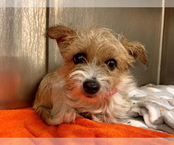 Medium Photo #3 Mutt Puppy For Sale in Lake Forest, CA, USA