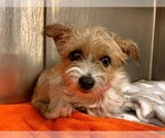 Small #2 Mutt